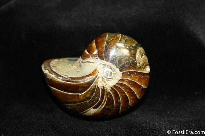 Inch Nautilus fossil from Madagascar #977